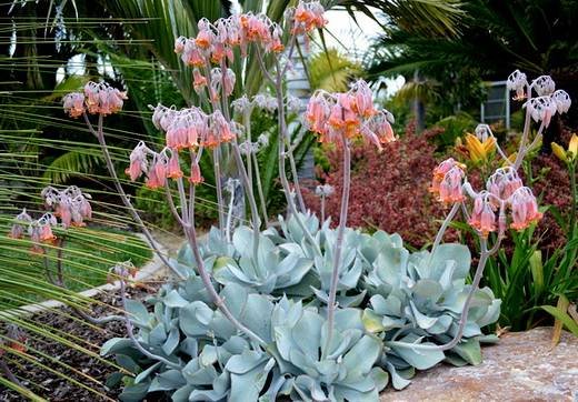 CotyledonOrbiculata2