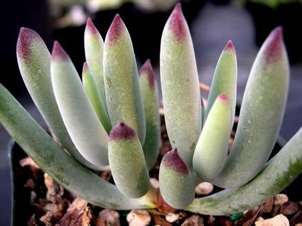 CotyledonOrbiculataOophylla