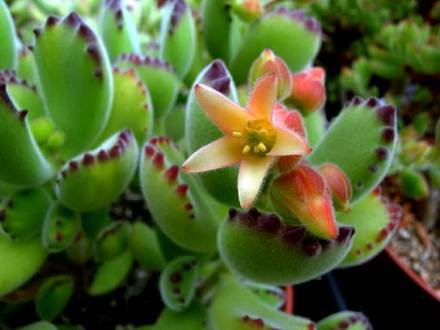 CotyledonTomentosa