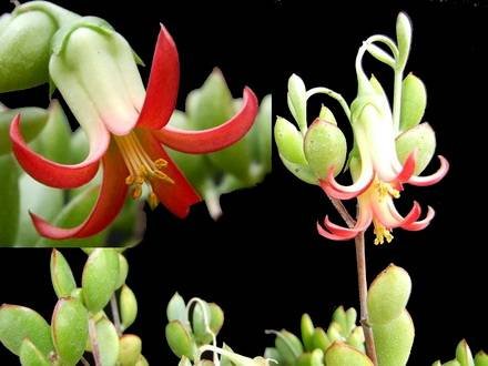 CotyledonWoodii2