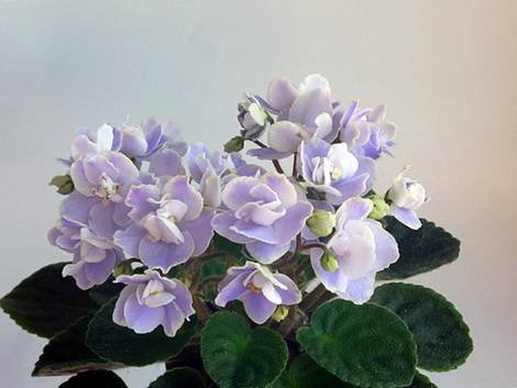CountryBonnet1