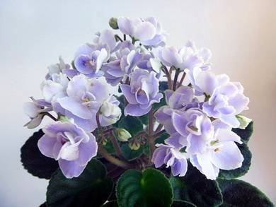 CountryBonnet3