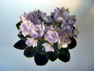 CountryBonnet4