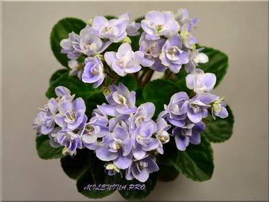 CountryBonnet5
