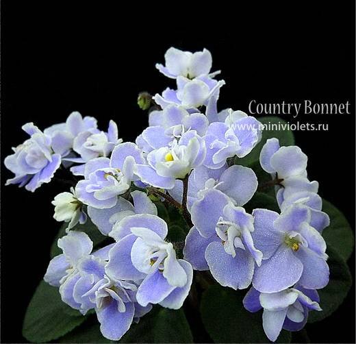 CountryBonnet6
