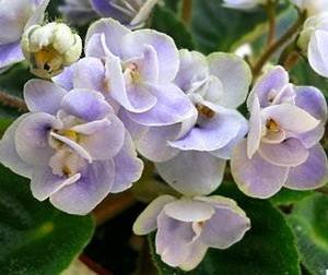 CountryBonnet9