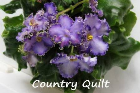 CountryQuilt4