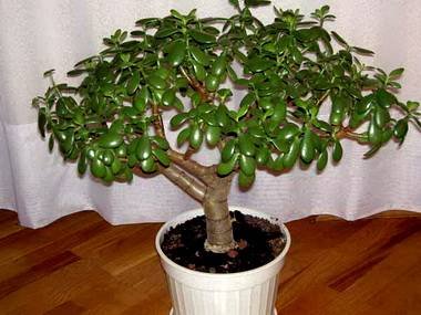 Crassula6