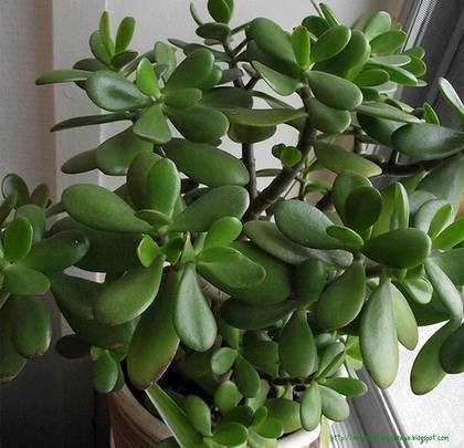 Crassula9