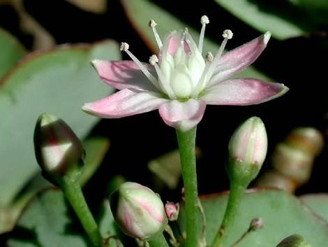 CrassulaArborescens6