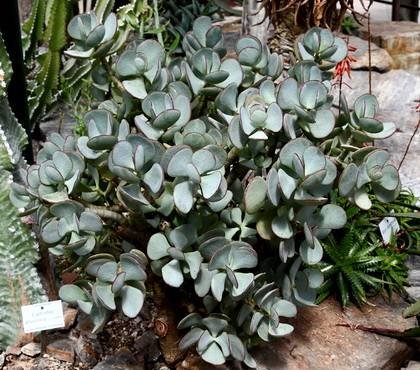 CrassulaArborescens9