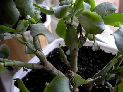 CrassulaБолезни8