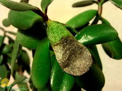 CrassulaБолезни9