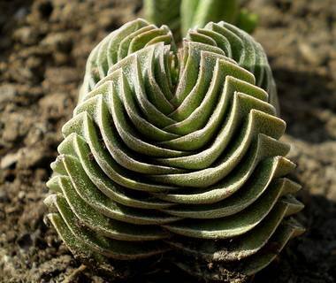 CrassulaBuddhasTemple8