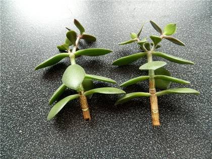 CrassulaЧеренок8