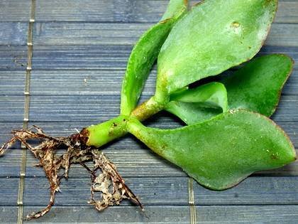 CrassulaЧеренок9