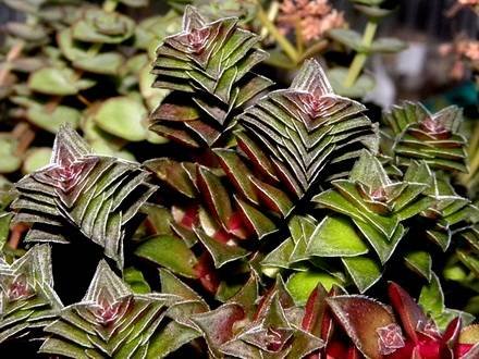 CrassulaCorymbulosa3
