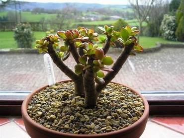 CrassulaФорма11