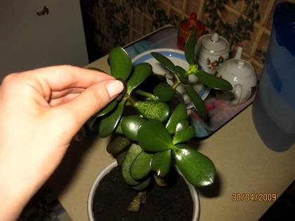 CrassulaФорма9