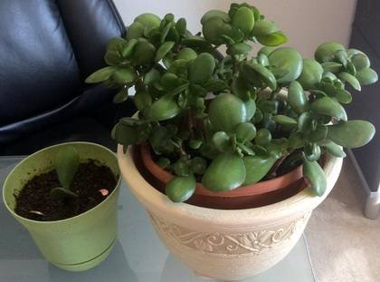 CrassulaГоршок9