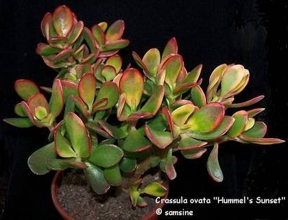 CrassulaHummelsSunset9