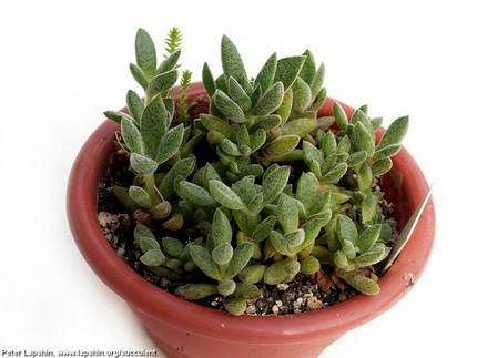 CrassulaJjusti-corderoyi