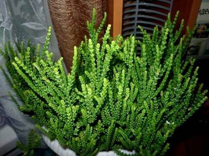 CrassulaLycopodiaies9