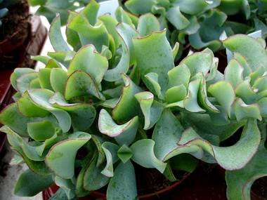 CrassulaOvataBlue9