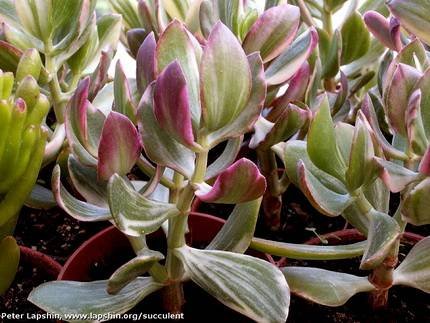 CrassulaOvataTricolor