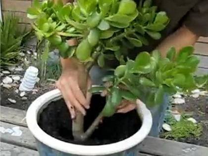 CrassulaПосадка9