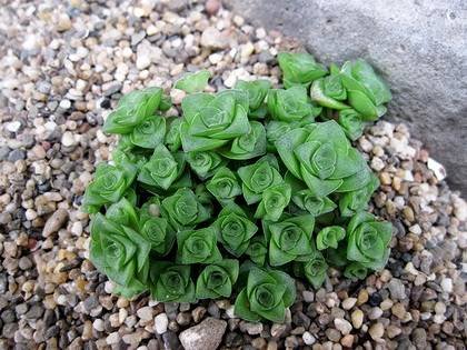 CrassulaSocialis9