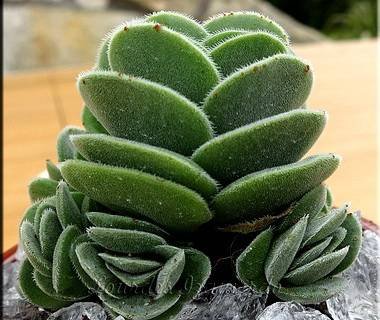 CrassulaTomentosa9