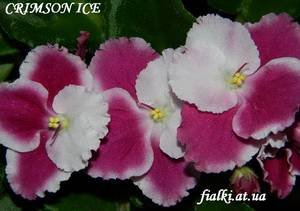 CrimsonIce9