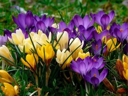 Crocus1