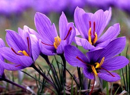 Crocus10