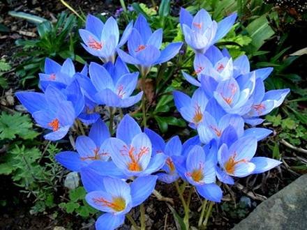 Crocus12