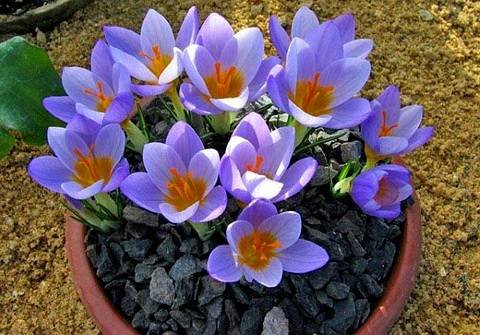 Crocus13