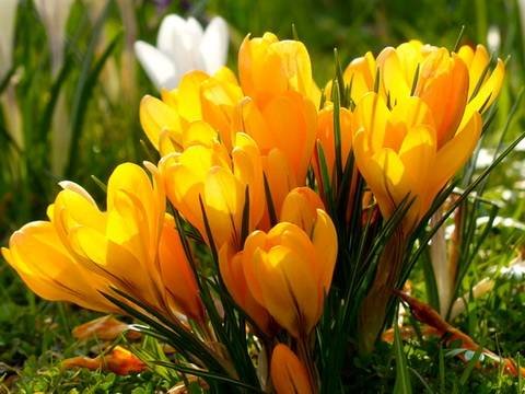 Crocus14