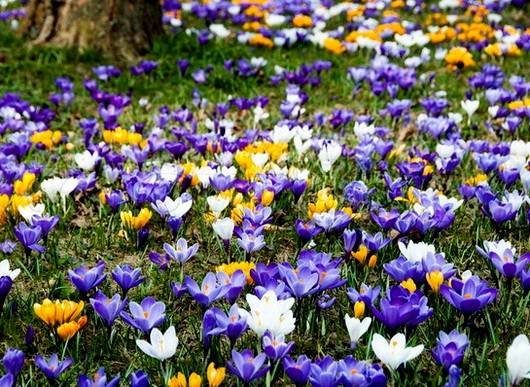 Crocus15