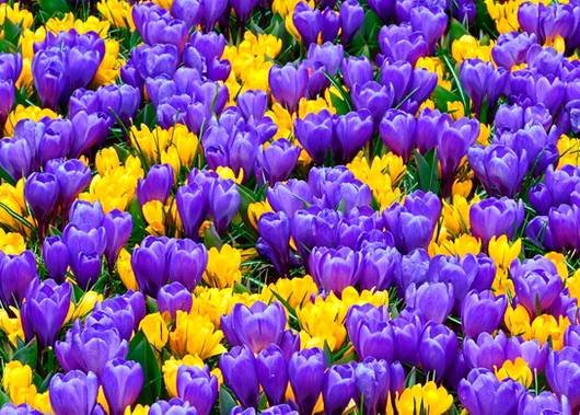 Crocus16