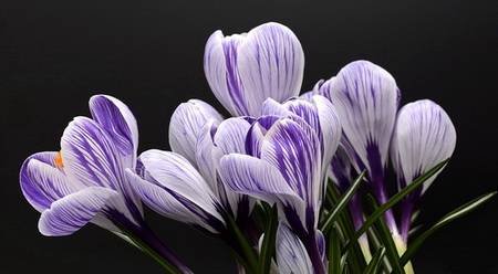 Crocus18