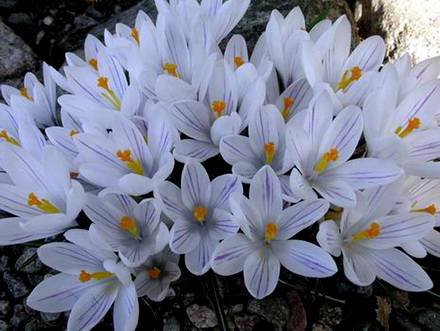 Crocus2