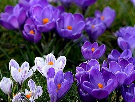 Crocus3