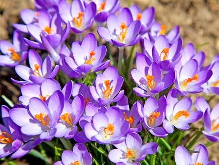 Crocus33