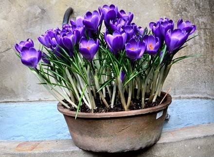 Crocus4
