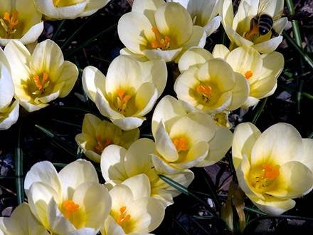 Crocus5