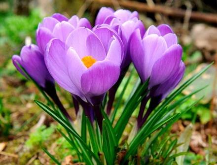 Crocus6