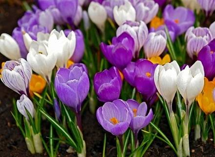 Crocus7