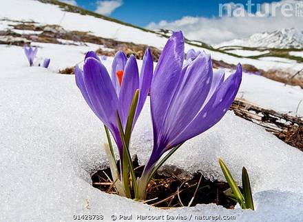 Crocus8