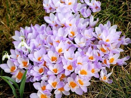 Crocus9